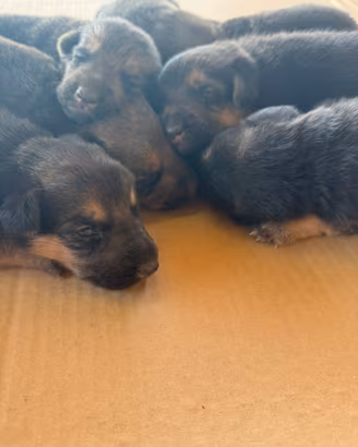Fantastici cuccioli di Pastore Tedesco