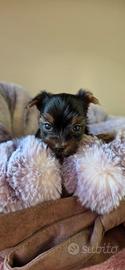 Maschietti di Yorkshire Terrier 
