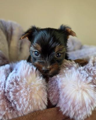 Maschietti di Yorkshire Terrier 