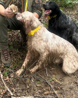 Setter inglese