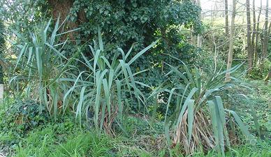Yucca Gloriosa 3 vasi.