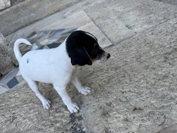 Cucciola