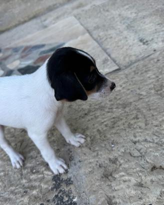 Cucciola
