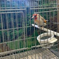 Cardellino eumo 2025