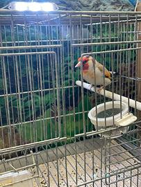 Cardellino eumo 2025