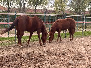 Quarter Horse femmina 2025