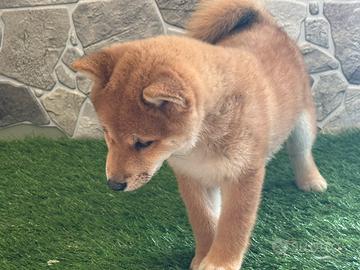 Shiba inu