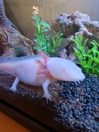 Axolotl bianco
