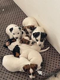 Jack Russell
