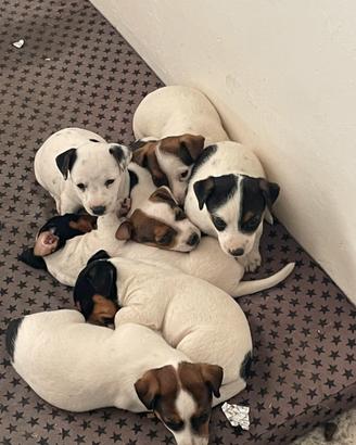 Jack Russell