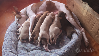 Cuccioli pit bull terrier adba