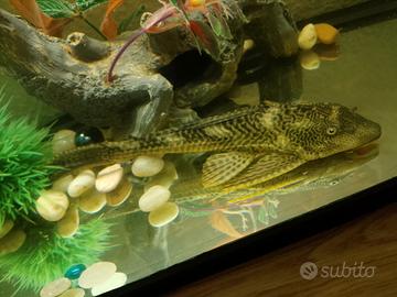 Pesce pulitore