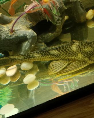 Pesce pulitore