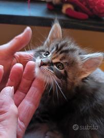 Vendita cuccioli di Maine coon