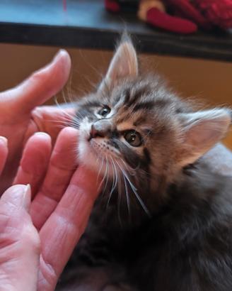 Vendita cuccioli di Maine coon