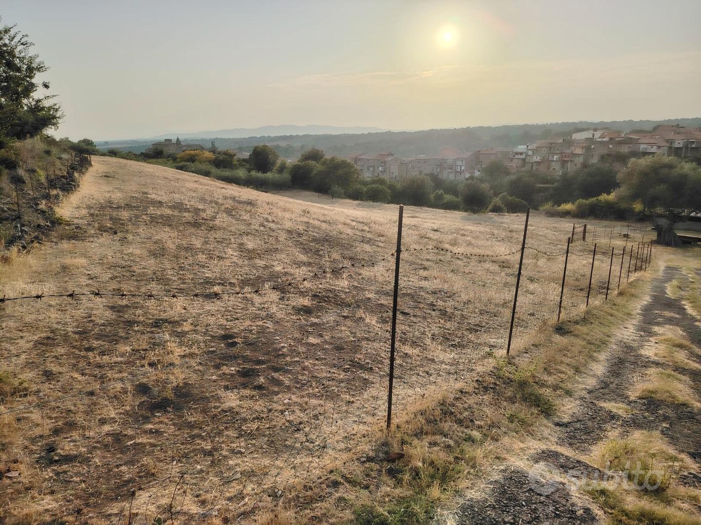 Terreno agricolo Cellere - Vista 5