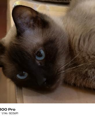 Gatto siamese adulta