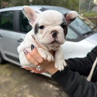 Cuccioli bulldog francese