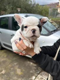 Cuccioli bulldog francese