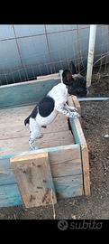 Bulldog francese