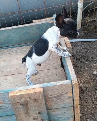 Bulldog francese