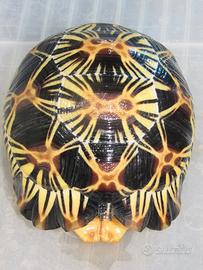 Astrochelys radiata