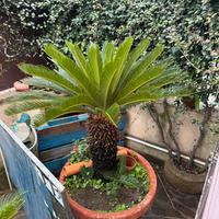 Pianta  cycas