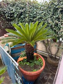 Pianta  cycas
