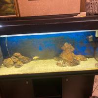 Acquario 1.20 compreso di mobile e tre ciclidi