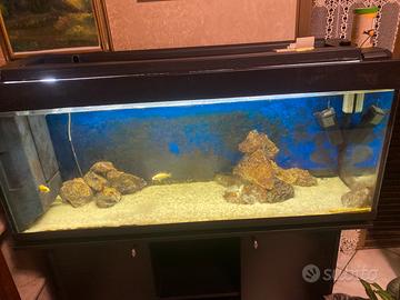 Acquario 1.20 compreso di mobile e tre ciclidi