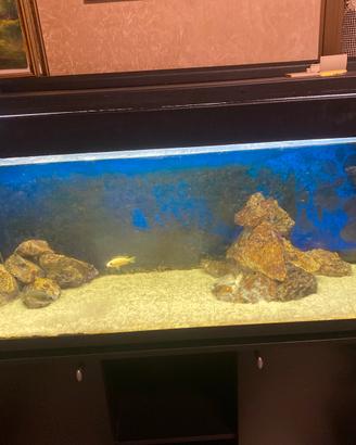 Acquario 1.20 compreso di mobile e tre ciclidi