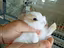 Immagine 3