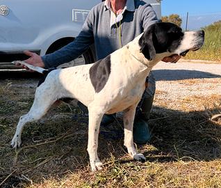 Pointer bianco nero e bianco arancio