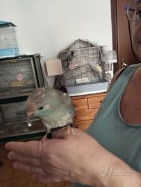 Kakariki