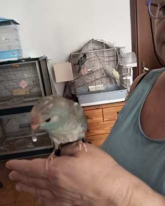 Kakariki