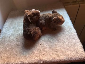 Cuccioli cavia peruviana rex