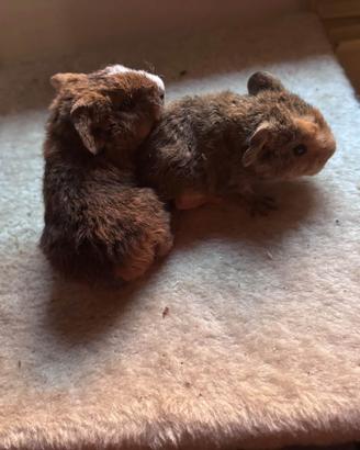 Cuccioli cavia peruviana rex