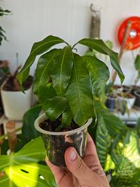 Pianta mango (Kent)