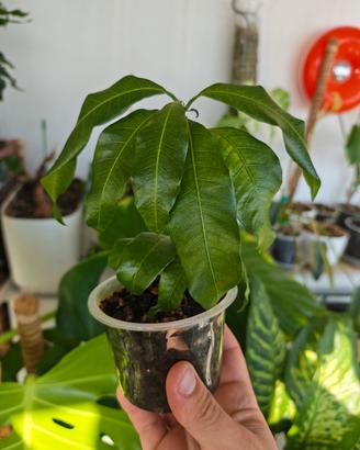 Pianta mango (Kent)