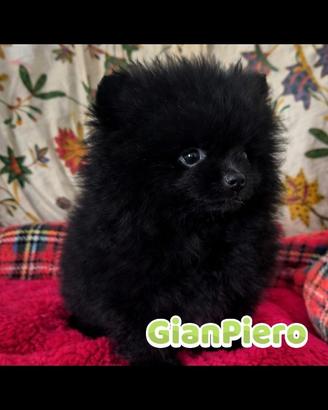 Pomerania -spitz tedesco nano