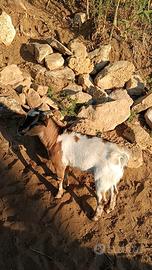 Tolgo capre tibetani