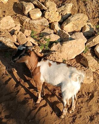 Tolgo capre tibetani