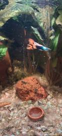 Pesci guppy