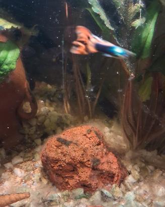 Pesci guppy