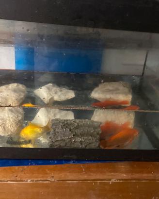 Acquario