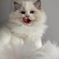 Cuccioli Ragdoll