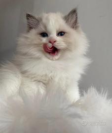 Cuccioli Ragdoll