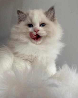 Cuccioli Ragdoll