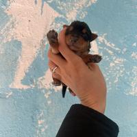 York Shire prenotabili