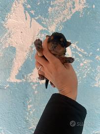 York Shire prenotabili